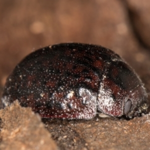 Trachymela sloanei at Melba, ACT - 18 May 2022