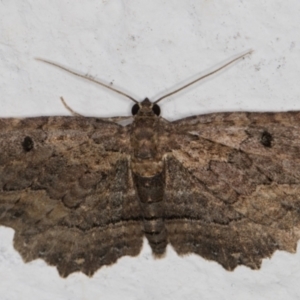 Eccymatoge fulvida at Melba, ACT - 20 May 2022 10:54 PM