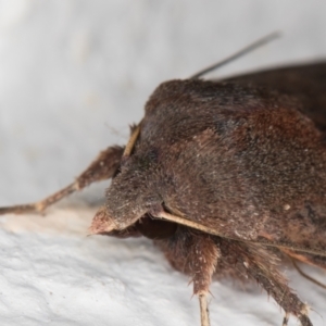 Diarsia intermixta at Melba, ACT - 21 May 2022 11:26 PM