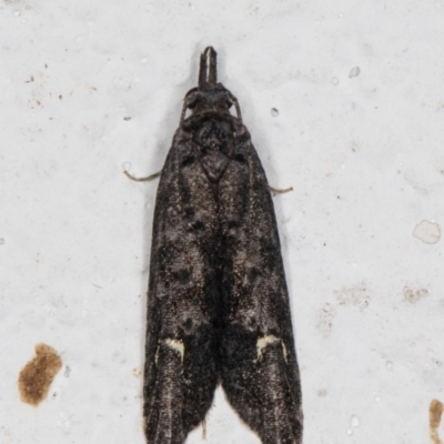 Bondia nigella (A Fruitworm moth (Family Carposinidae)) at Melba, ACT - 22 May 2022 by kasiaaus