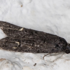 Bondia nigella at Melba, ACT - 22 May 2022 09:54 PM