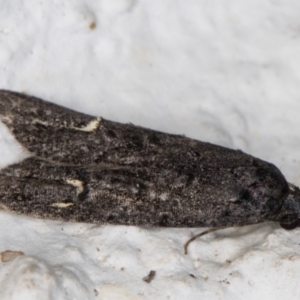 Bondia nigella at Melba, ACT - 22 May 2022