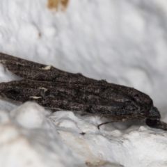 Bondia nigella at Melba, ACT - 22 May 2022 09:54 PM