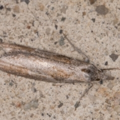 Tortricinae (subfamily) at Melba, ACT - 23 May 2022 11:45 PM