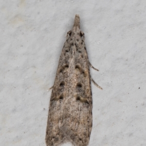 Carposina undescribed species at Melba, ACT - 23 May 2022