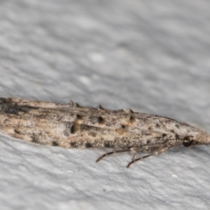 Carposina undescribed species at Melba, ACT - 23 May 2022