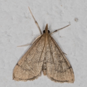 Metasia pharisalis at Melba, ACT - 23 May 2022 11:44 PM