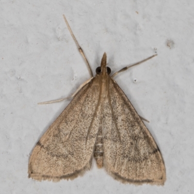 Metasia pharisalis (A Crambid moth) at Melba, ACT - 23 May 2022 by kasiaaus
