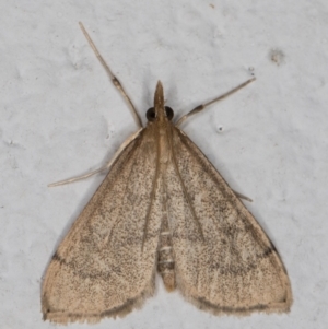 Metasia pharisalis at Melba, ACT - 23 May 2022 11:44 PM