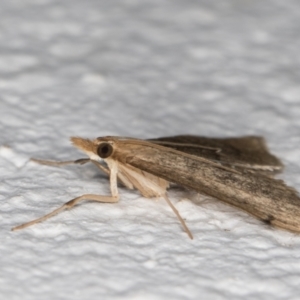 Metasia pharisalis at Melba, ACT - 23 May 2022