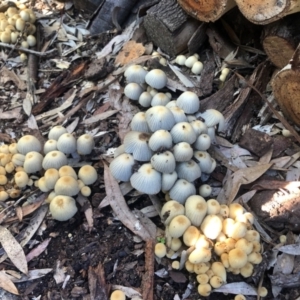 Coprinellus etc. at Aranda, ACT - 24 May 2022 01:51 PM