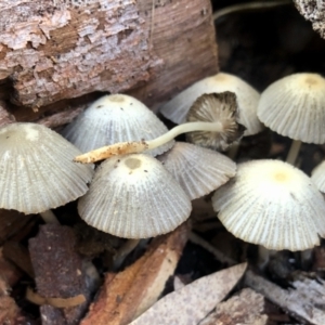 Coprinellus etc. at Aranda, ACT - 24 May 2022 01:51 PM