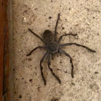 Isopeda sp. (genus) (Huntsman Spider) at Aranda, ACT - 25 May 2022 by KMcCue