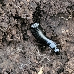 Anisolabididae (family) (Unidentified wingless earwig) at Umbagong District Park - 26 May 2022 by trevorpreston