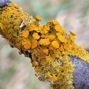 Teloschistes sp. (genus) at Latham, ACT - 26 May 2022