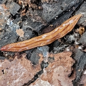 Anzoplana trilineata at Latham, ACT - 26 May 2022