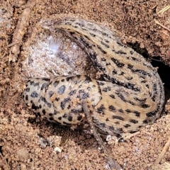 Limax maximus (Leopard Slug, Great Grey Slug) at Latham, ACT - 26 May 2022 by trevorpreston