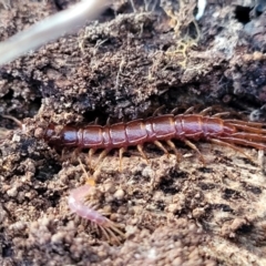 Lithobiomorpha (order) at Latham, ACT - 26 May 2022 03:34 PM
