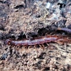 Lithobiomorpha (order) at Latham, ACT - 26 May 2022 03:34 PM