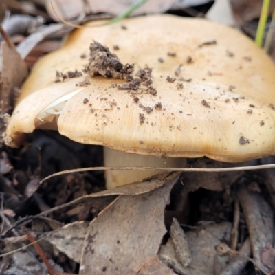 zz agaric (stem; gills not white/cream) at Latham, ACT - 26 May 2022 by trevorpreston