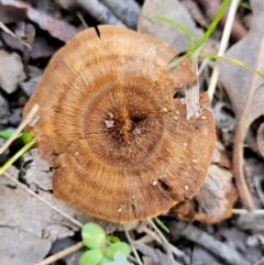 Coltricia sp. at Umbagong District Park - 26 May 2022 by trevorpreston