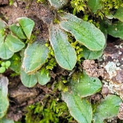 Riccia sp. (genus) (Liverwort) at Macgregor, ACT - 26 May 2022 by trevorpreston