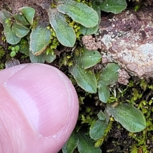 Riccia sp. (genus) at Macgregor, ACT - 26 May 2022