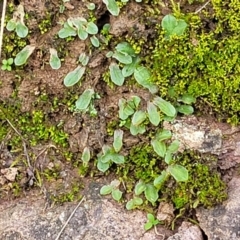 Riccia sp. (genus) at Macgregor, ACT - 26 May 2022