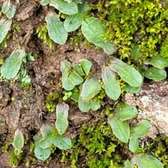 Riccia sp. (genus) at Macgregor, ACT - 26 May 2022