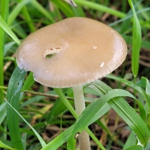 Oudemansiella gigaspora group at Macgregor, ACT - 26 May 2022