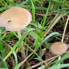 Oudemansiella gigaspora group at Macgregor, ACT - 26 May 2022