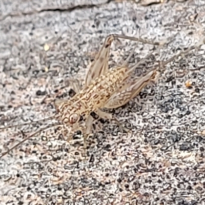 Grylloidea (superfamily) (Unidentified cricket) at Umbagong District Park - 26 May 2022 by trevorpreston