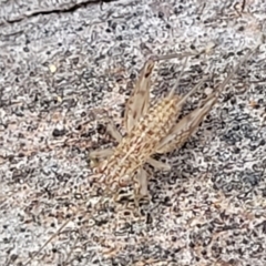 Grylloidea (superfamily) at Latham, ACT - 26 May 2022 03:42 PM