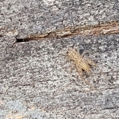 Grylloidea (superfamily) at Latham, ACT - 26 May 2022