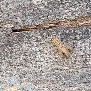 Grylloidea (superfamily) at Latham, ACT - 26 May 2022