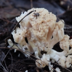 Ramaria sp. (A Coral fungus) at Moruya, NSW - 25 May 2022 by LisaH