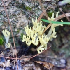 zz coralloid at Moruya, NSW by LisaH