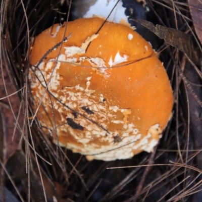 Amanita sp. (Amanita sp.) at Moruya, NSW - 25 May 2022 by LisaH