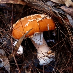 Amanita sp. at Moruya, NSW - suppressed