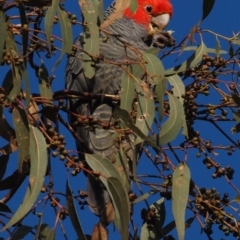 Callocephalon fimbriatum (Gang-gang Cockatoo) at Campbell, ACT - 26 May 2022 by MichaelDianne