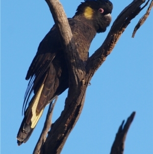 Zanda funerea at Campbell, ACT - 26 May 2022 03:00 PM