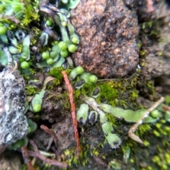 Asterella sp. (genus) (A liverwort) at Cooma North Ridge Reserve - 26 May 2022 by mahargiani