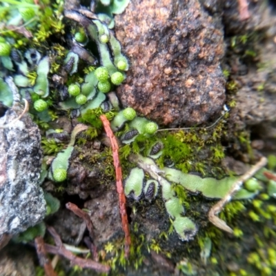 Asterella sp. (genus) (A liverwort) at Cooma North Ridge Reserve - 26 May 2022 by mahargiani