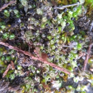 Fossombronia sp. (genus) at Cooma, NSW - 26 May 2022 02:47 PM