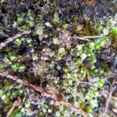 Fossombronia sp. (genus) at Cooma, NSW - 26 May 2022 02:47 PM