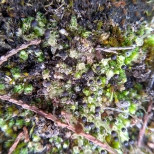 Fossombronia sp. (genus) at Cooma, NSW - 26 May 2022 02:47 PM