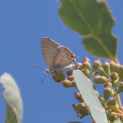 Theclinesthes miskini (Wattle Blue) at Tuggeranong Hill - 10 Mar 2021 by owenh