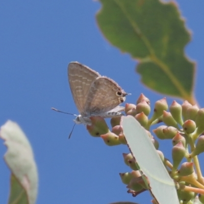 Theclinesthes miskini (Wattle Blue) at Theodore, ACT - 10 Mar 2021 by OwenH