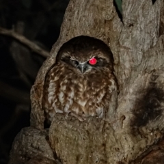 Ninox boobook (Southern Boobook) at Deakin, ACT - 26 May 2022 by Ct1000