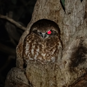 Ninox boobook at Deakin, ACT - 26 May 2022 04:18 PM